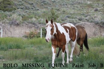 BOLO MISSING EQUINE Paint Job BY Chance, REWARD Near Reno, , 89502